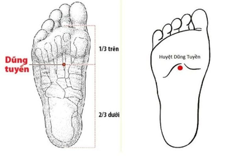 Phương pháp bấm huyệt giãn tĩnh mạnh sẽ tác động trực tiếp vào huyệt Dũng Tuyền